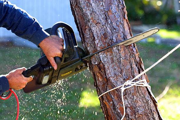 Tree and Shrub Care in Divernon, IL